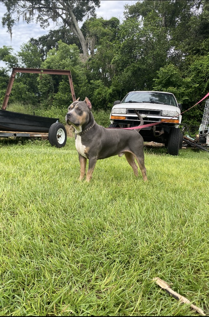 Dog Featured Image
