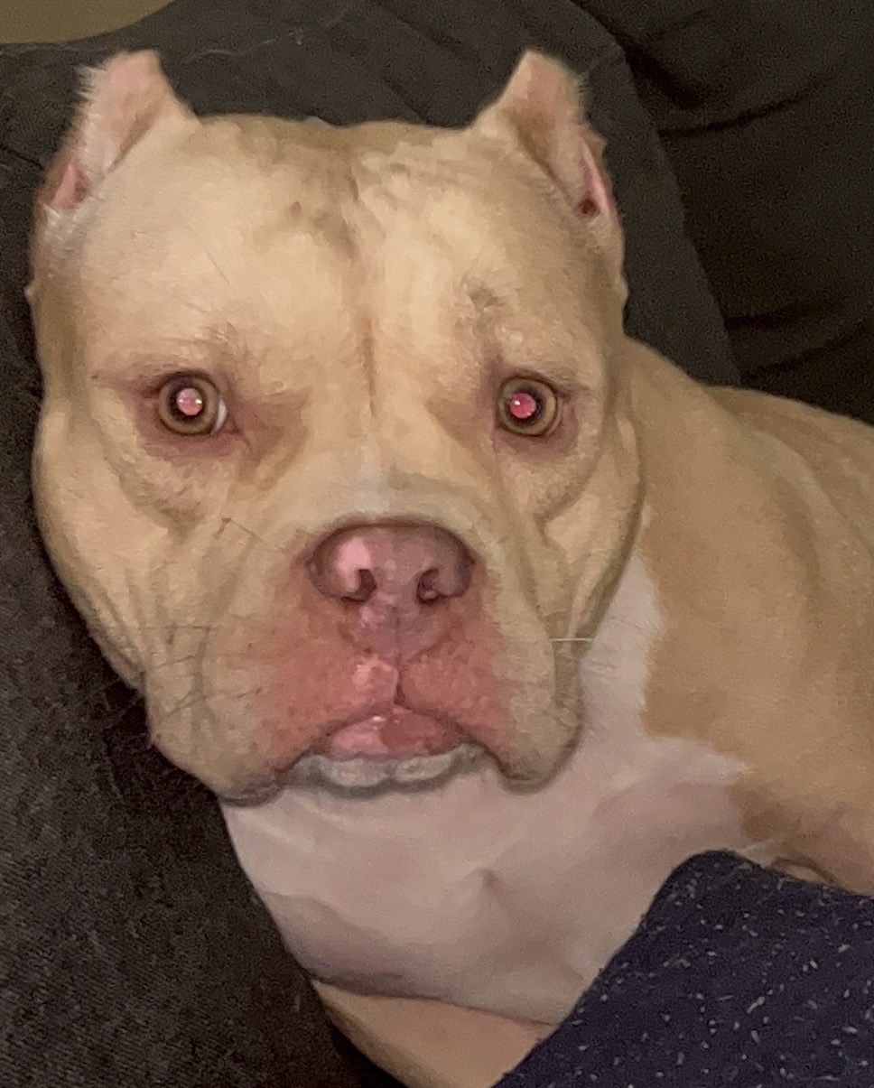 Dog Featured Image