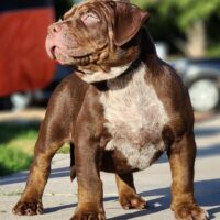 Dog Featured Image