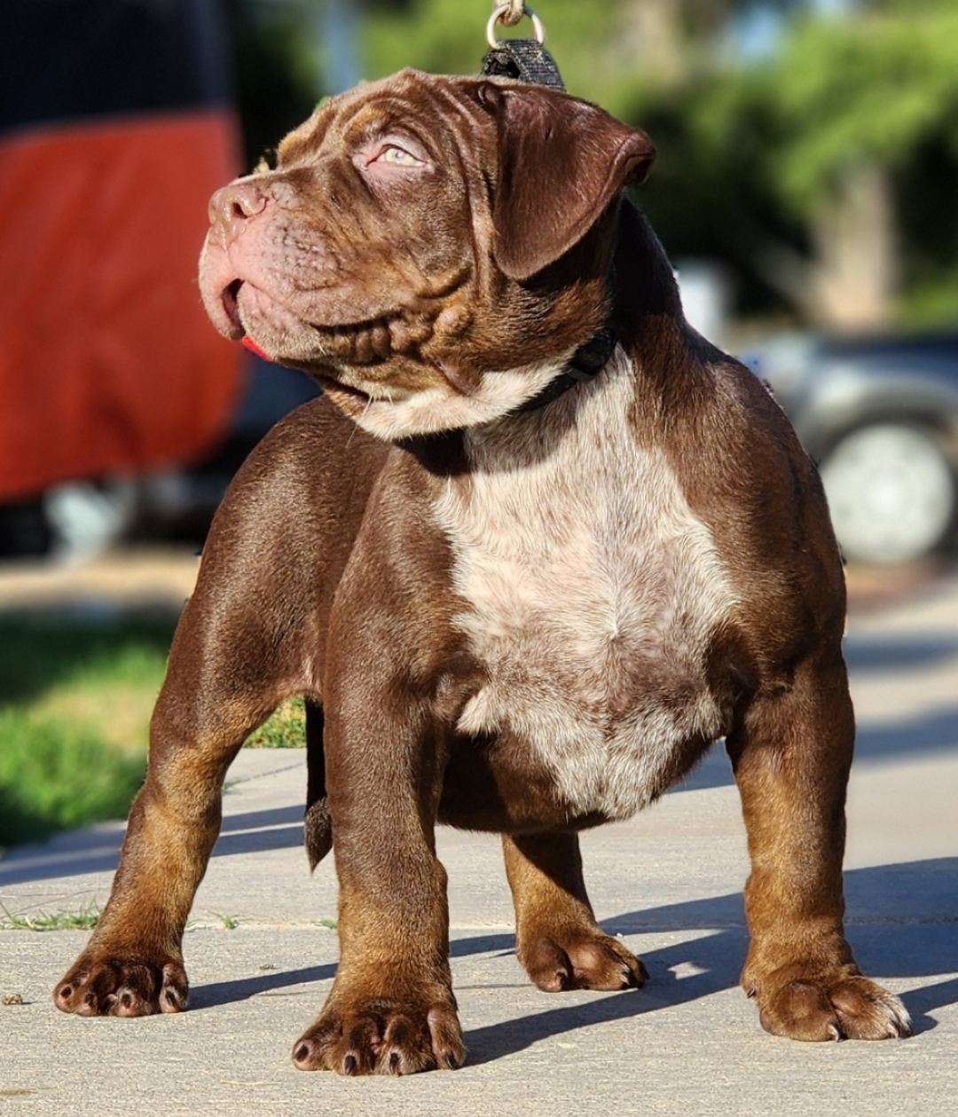 Dog Featured Image