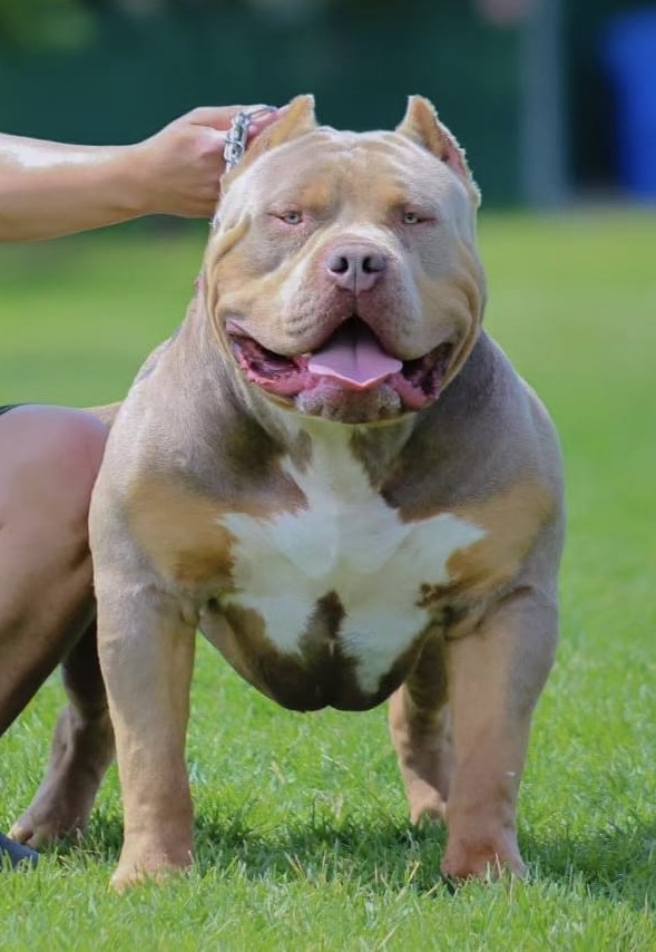 Dog Featured Image