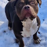 Dog Featured Image