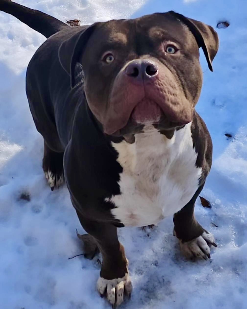 Dog Featured Image