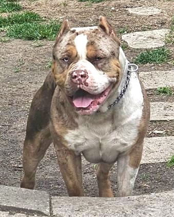 Dog Featured Image