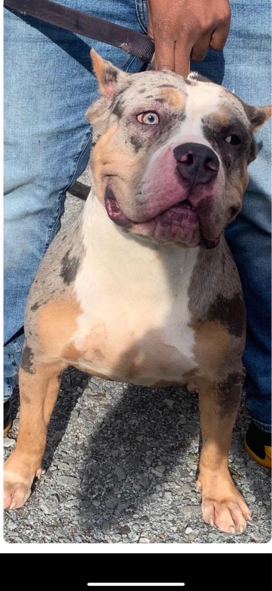 Dog Featured Image