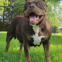 Dog Featured Image