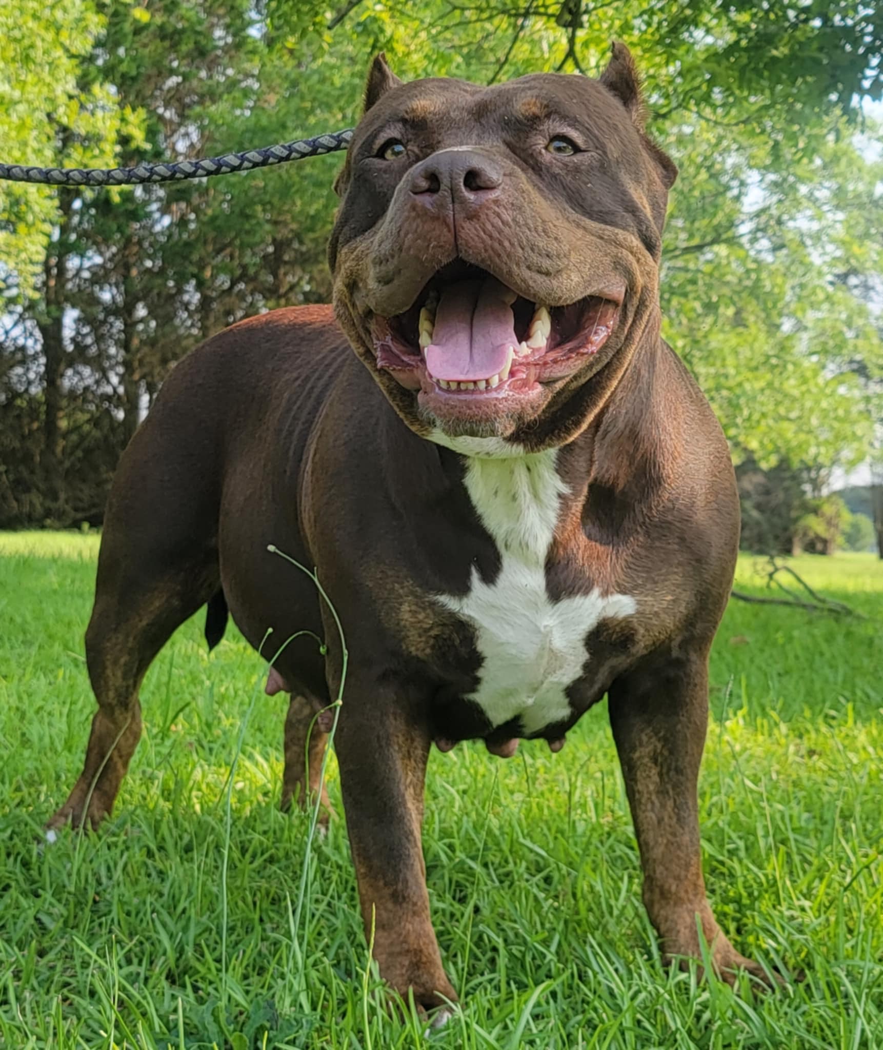 Dog Featured Image