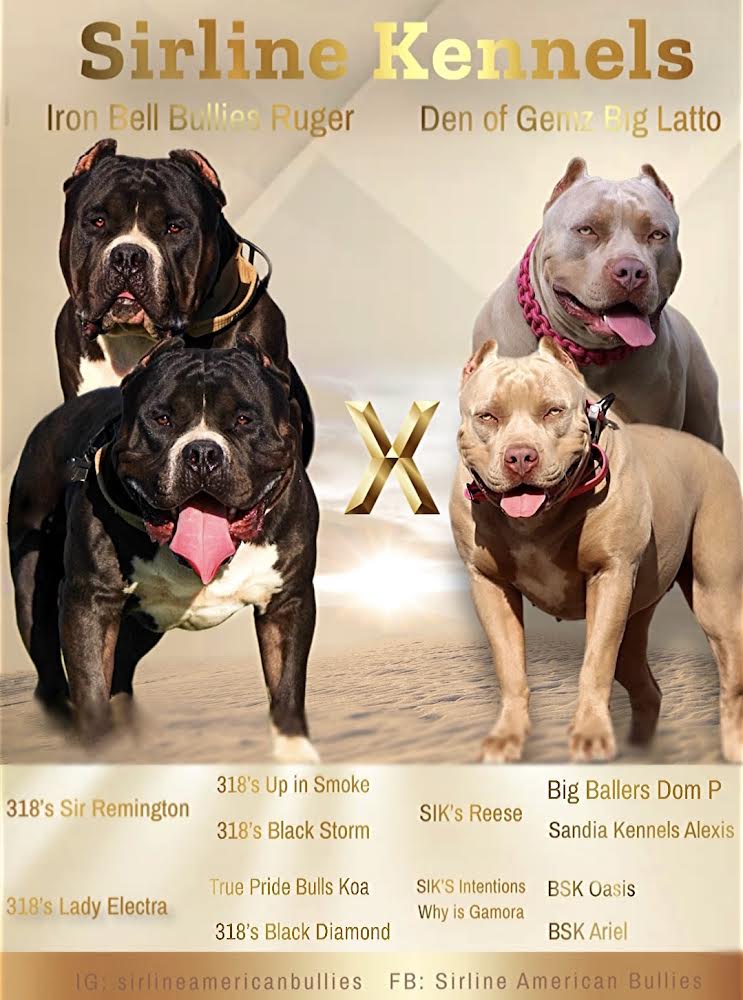 Dog Featured Image