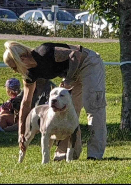 Dog Featured Image
