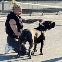 Dog Featured Image