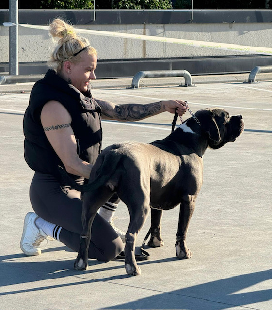Dog Featured Image