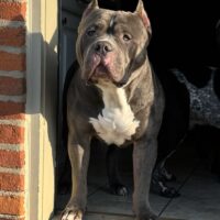 Dog Featured Image