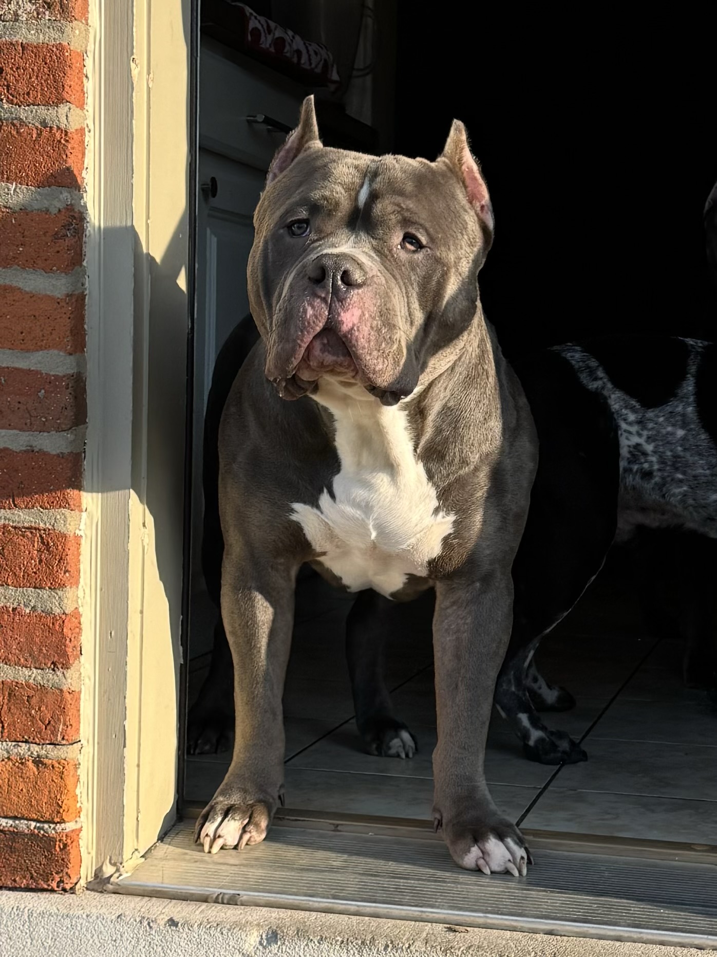 Dog Featured Image