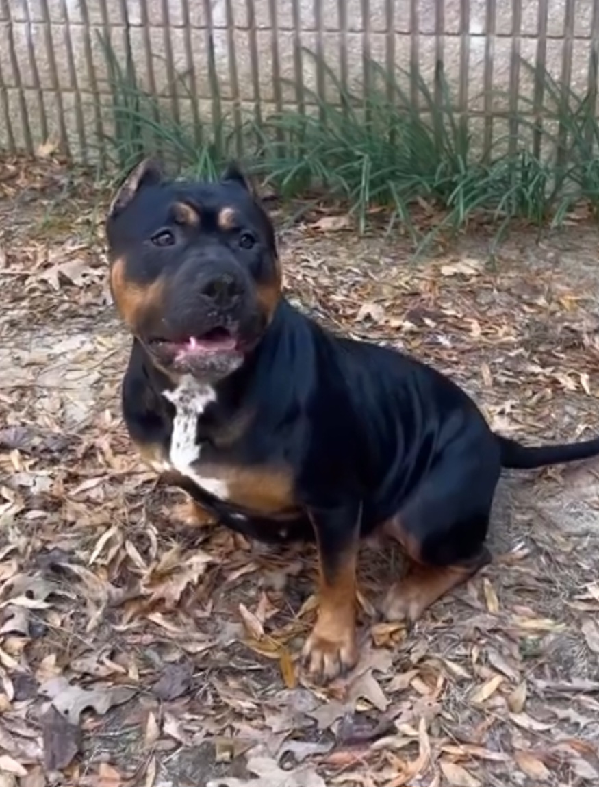 Dog Featured Image