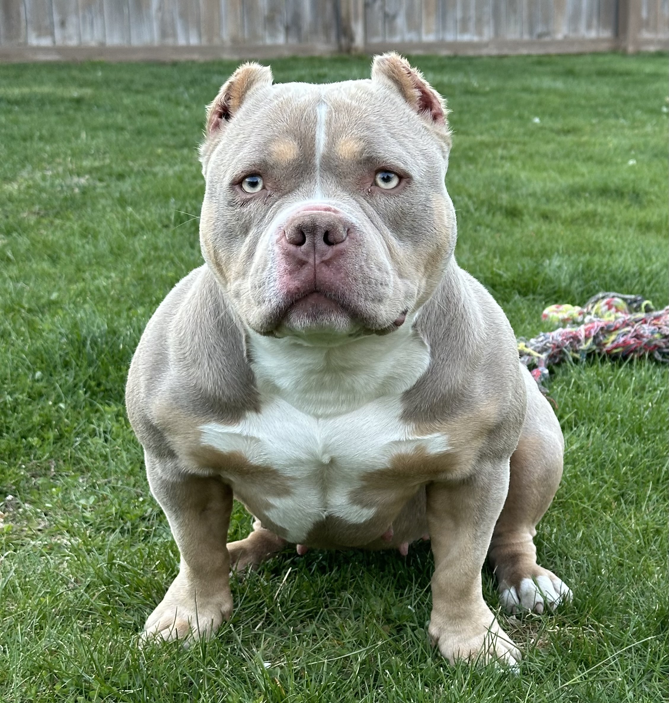 Dog Featured Image