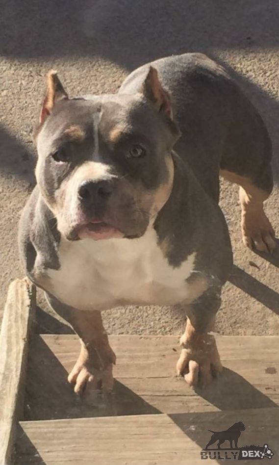 Dog Featured Image