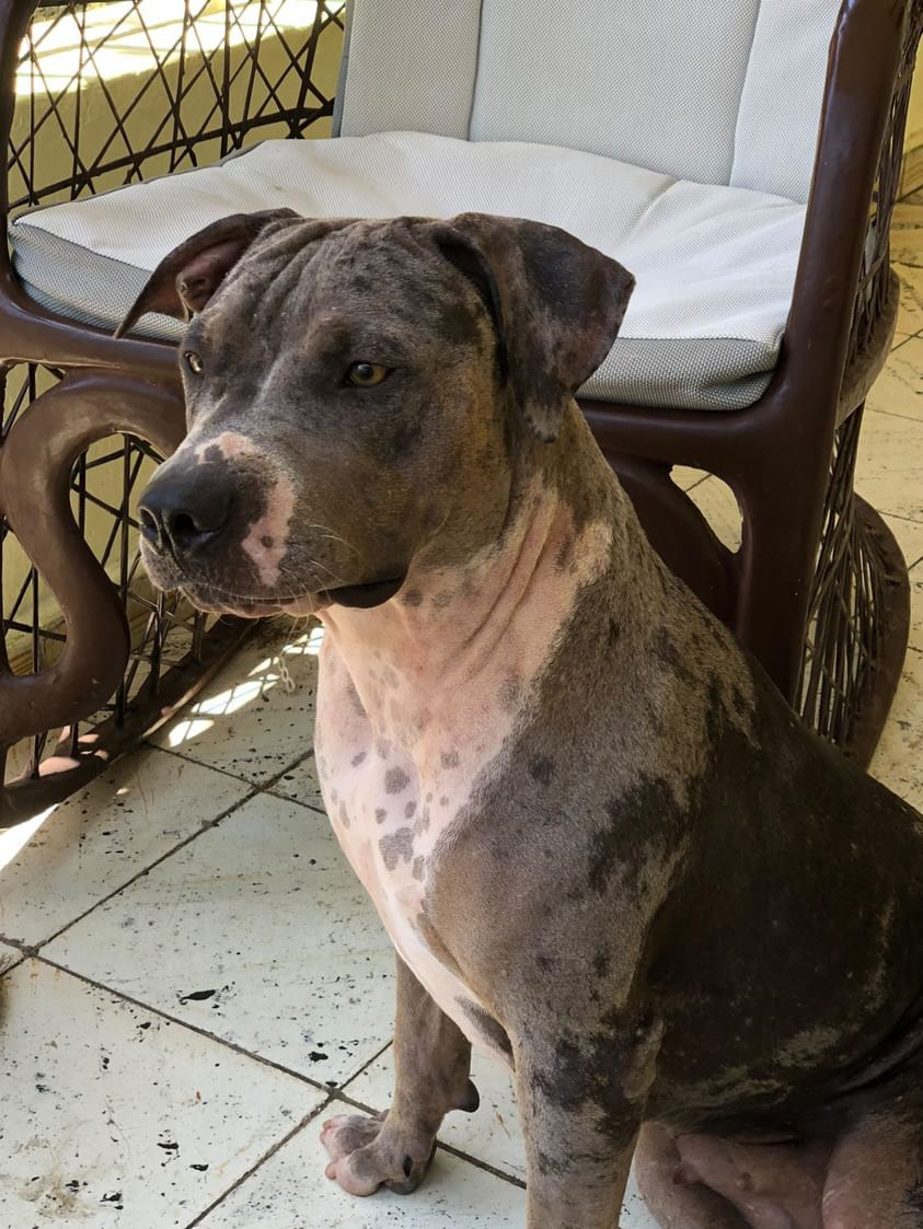 Dog Featured Image