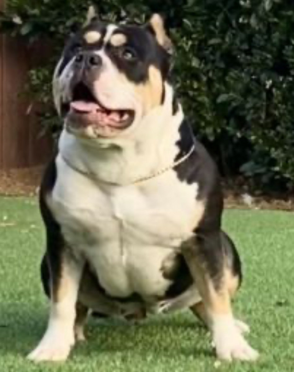 Dog Featured Image