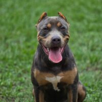 Dog Featured Image