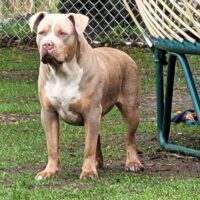 Dog Featured Image