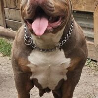 Dog Featured Image