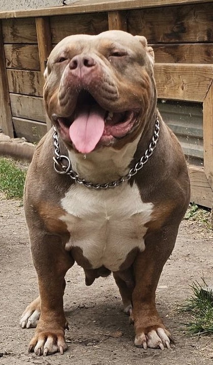 Dog Featured Image