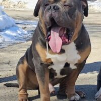 Dog Featured Image