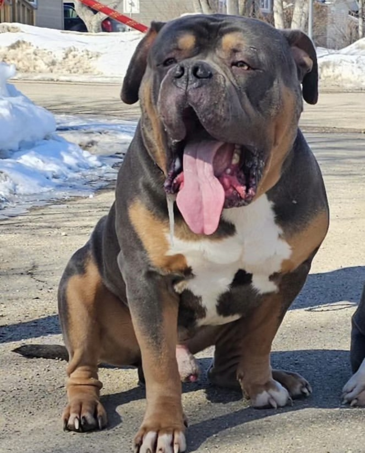 Dog Featured Image