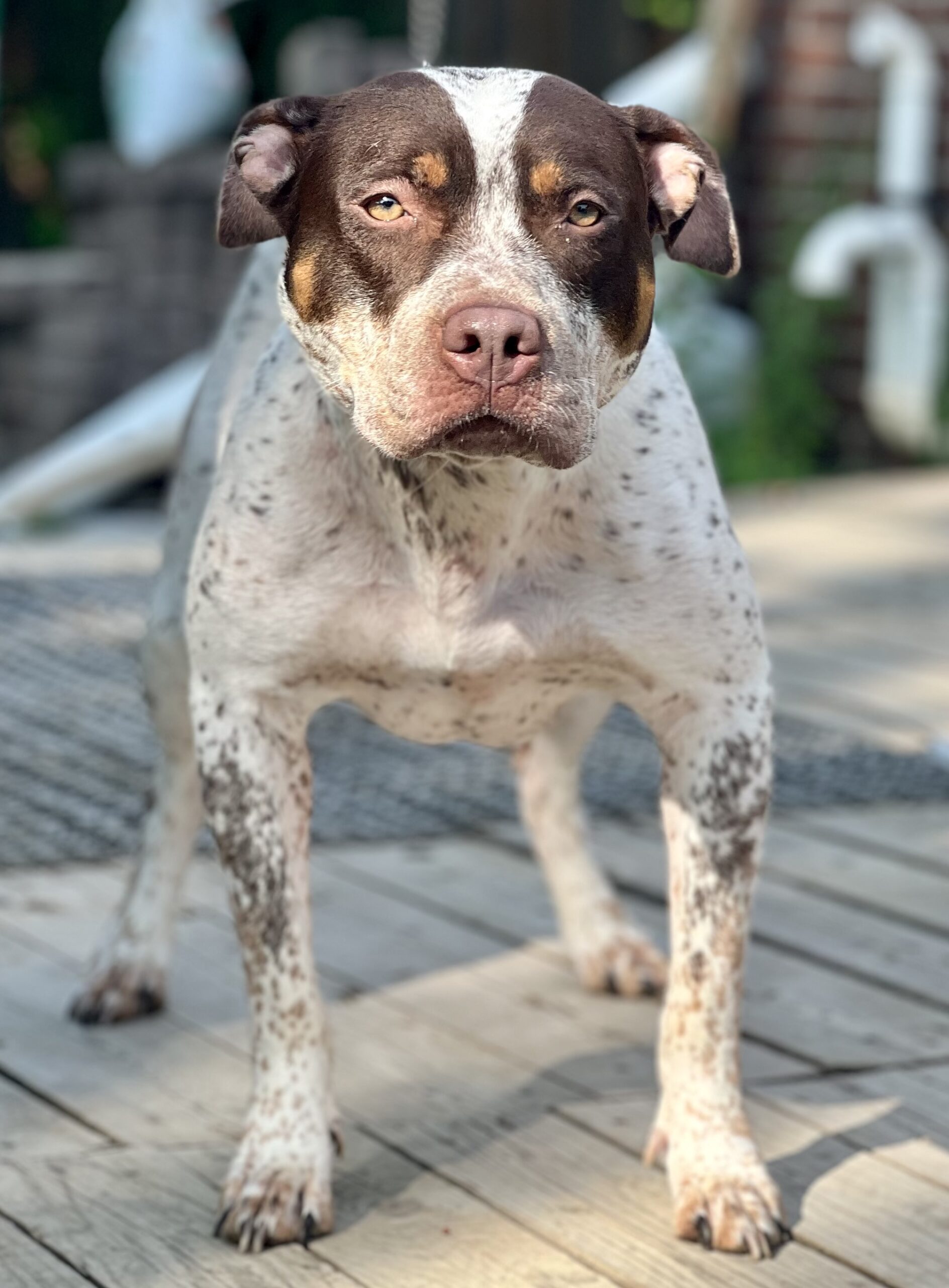 Dog Featured Image