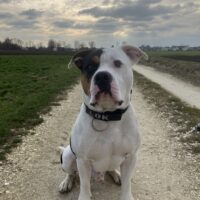 Dog Featured Image
