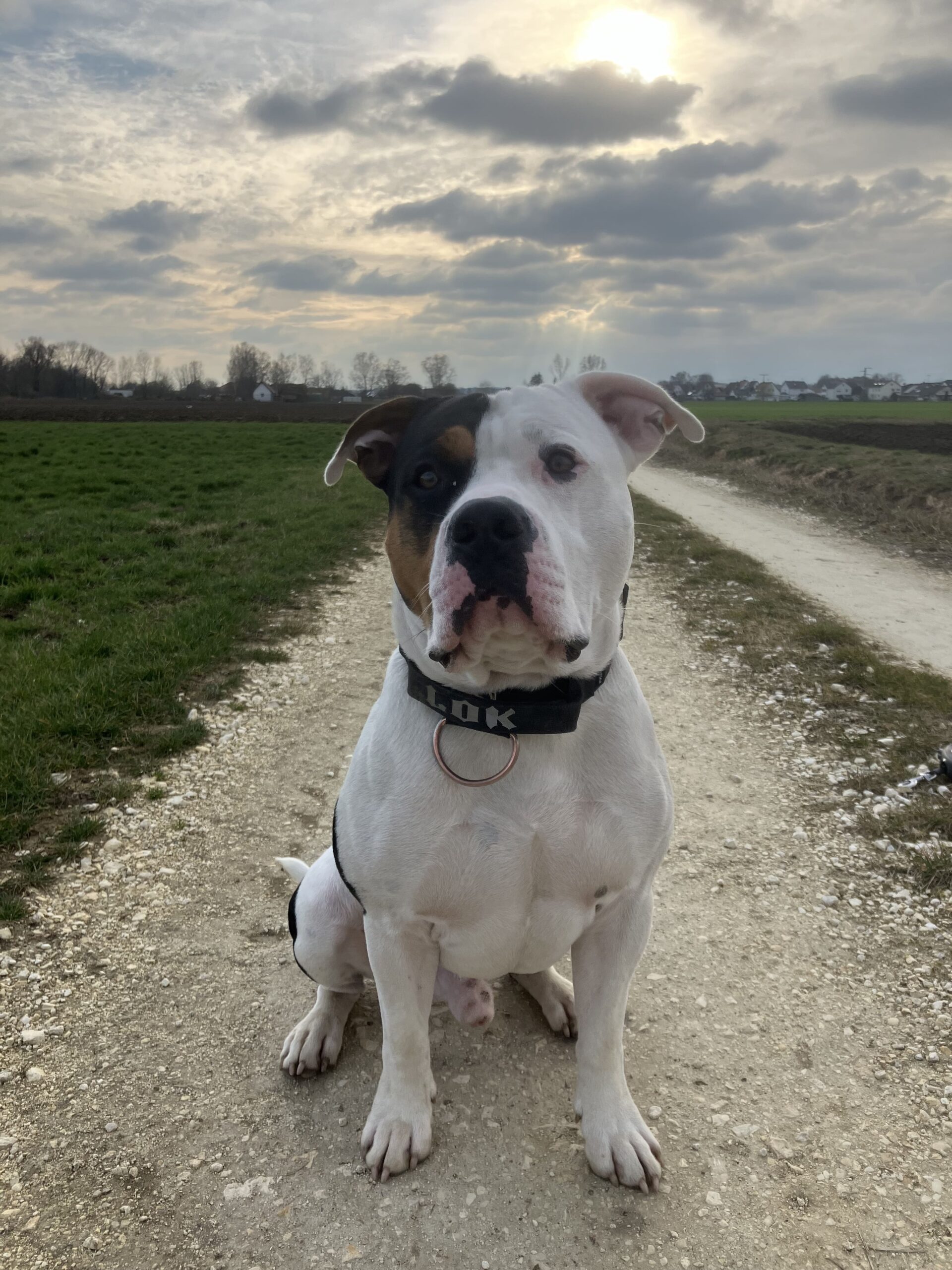 Dog Featured Image