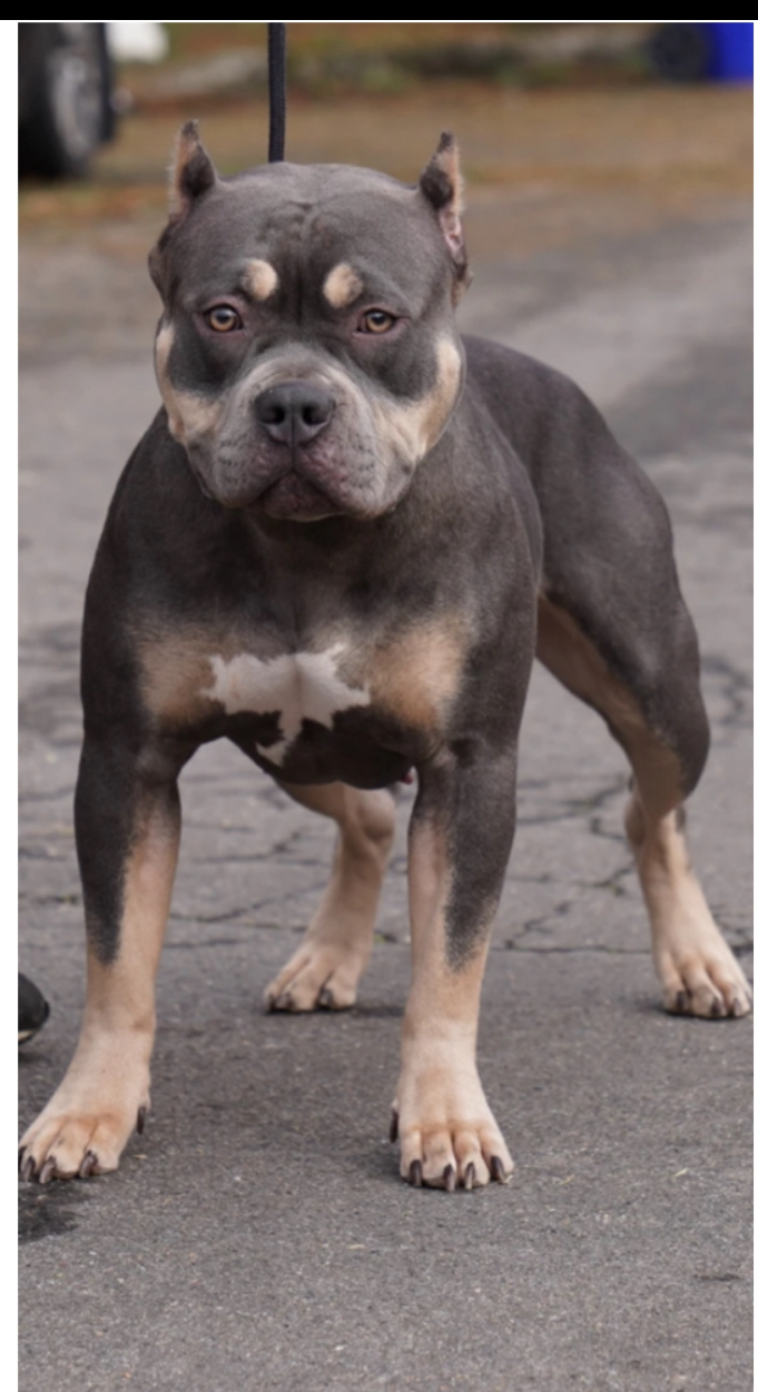 Dog Featured Image