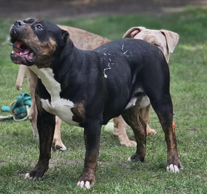 Dog Featured Image