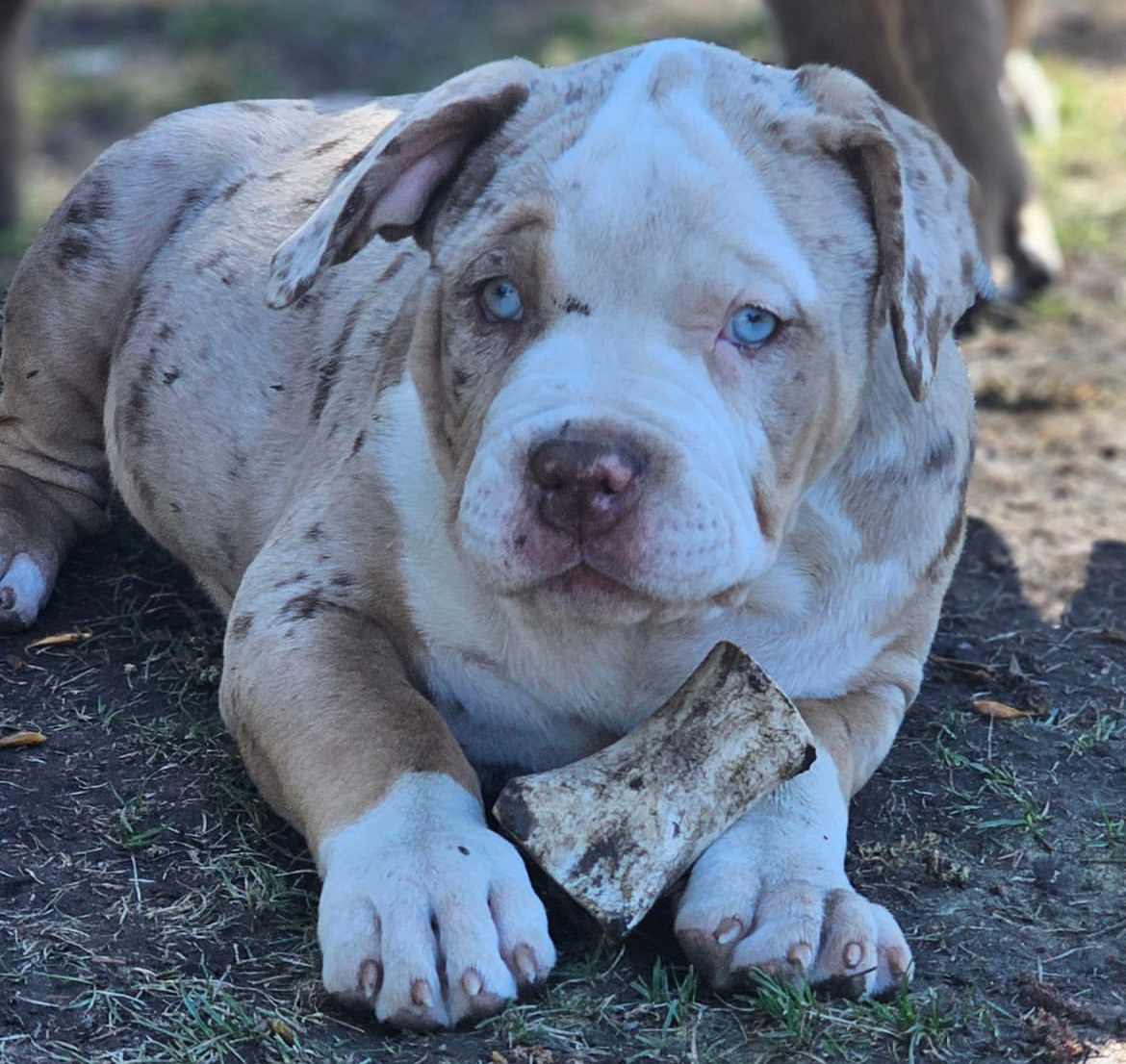 Dog Featured Image