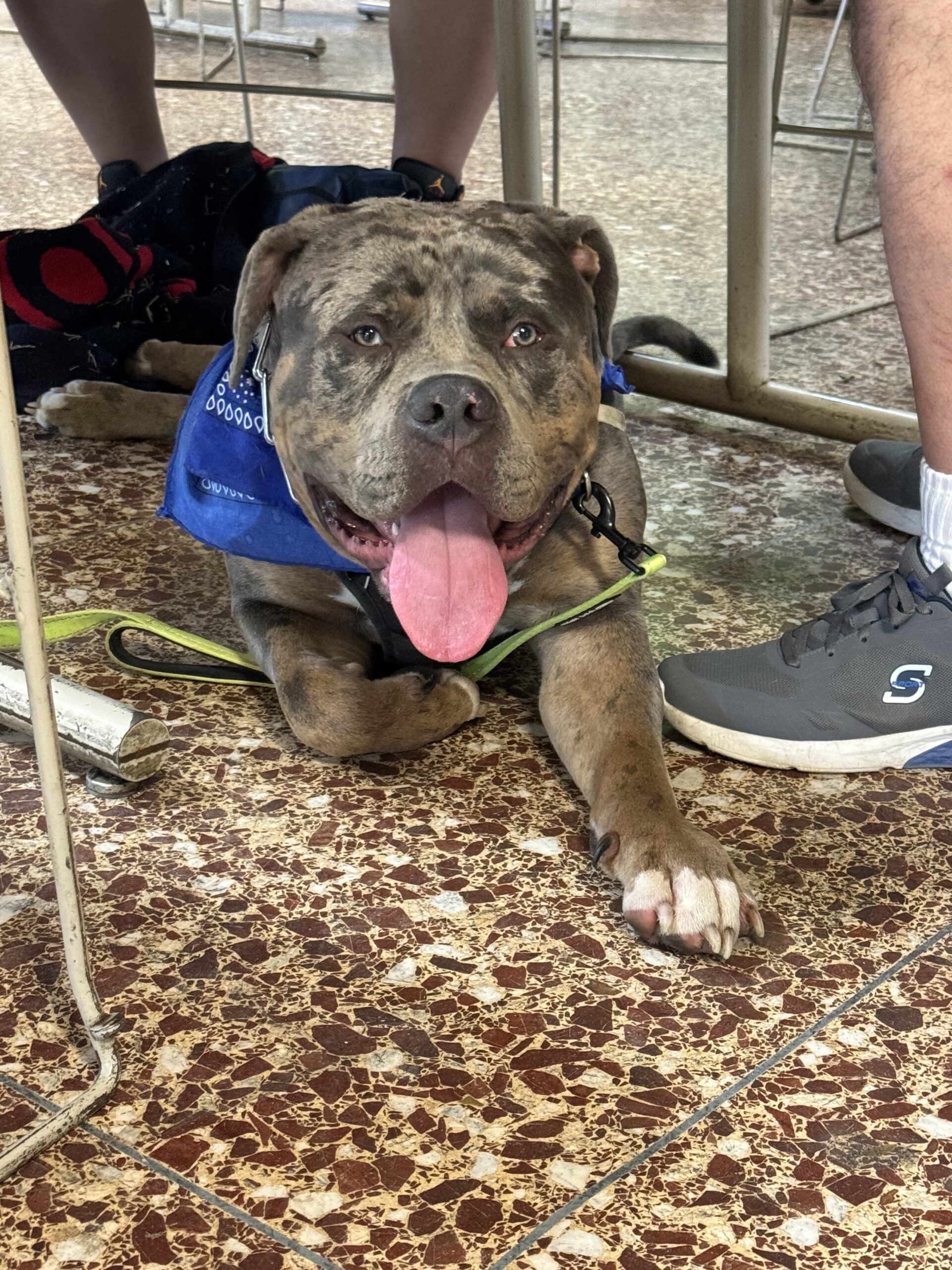 Dog Featured Image