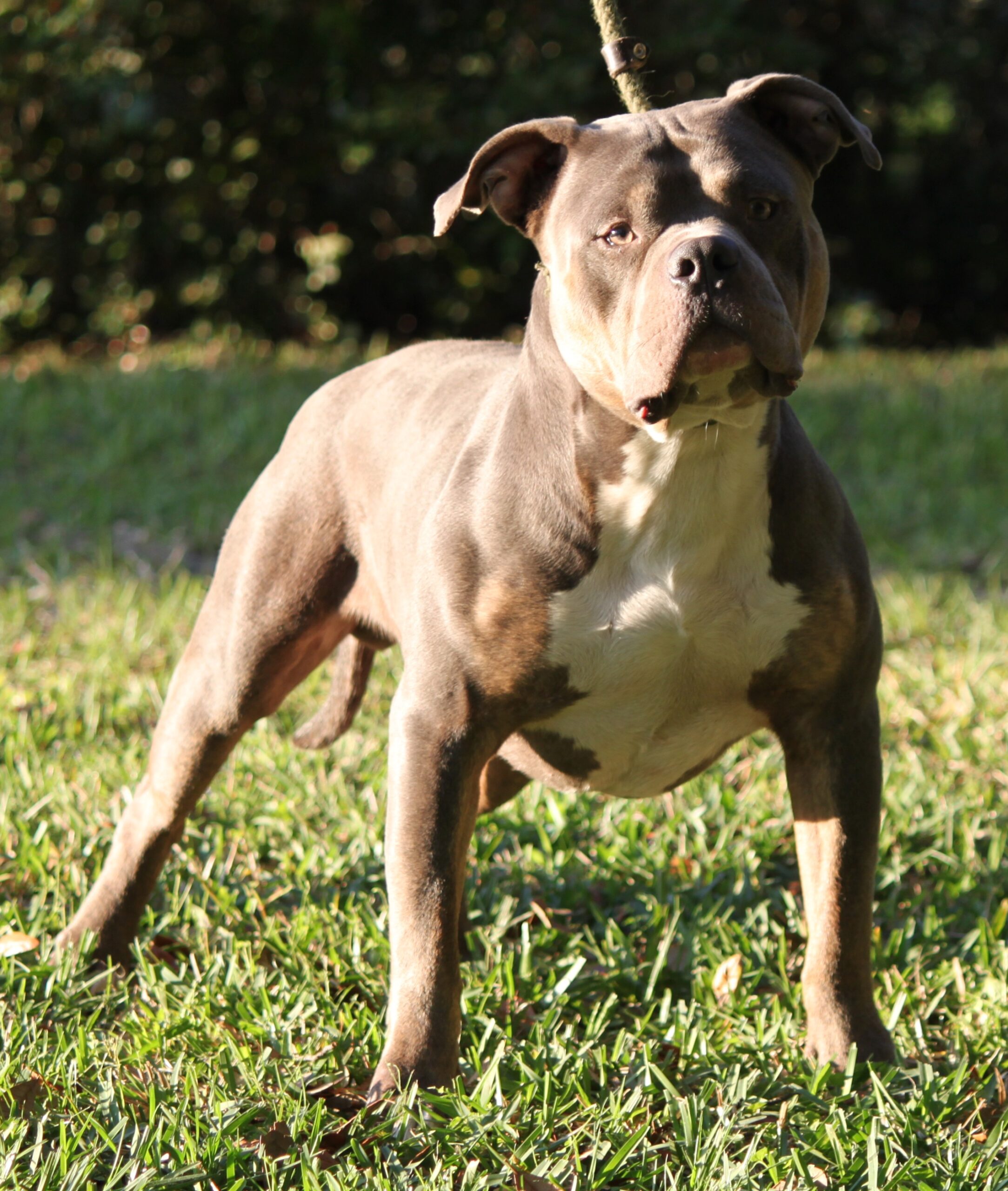 Dog Featured Image