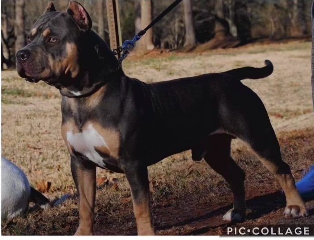 Dog Featured Image