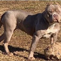 Dog Featured Image