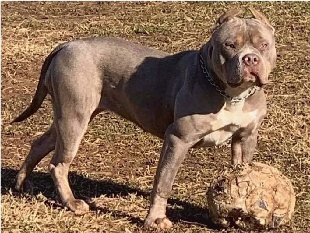 Dog Featured Image