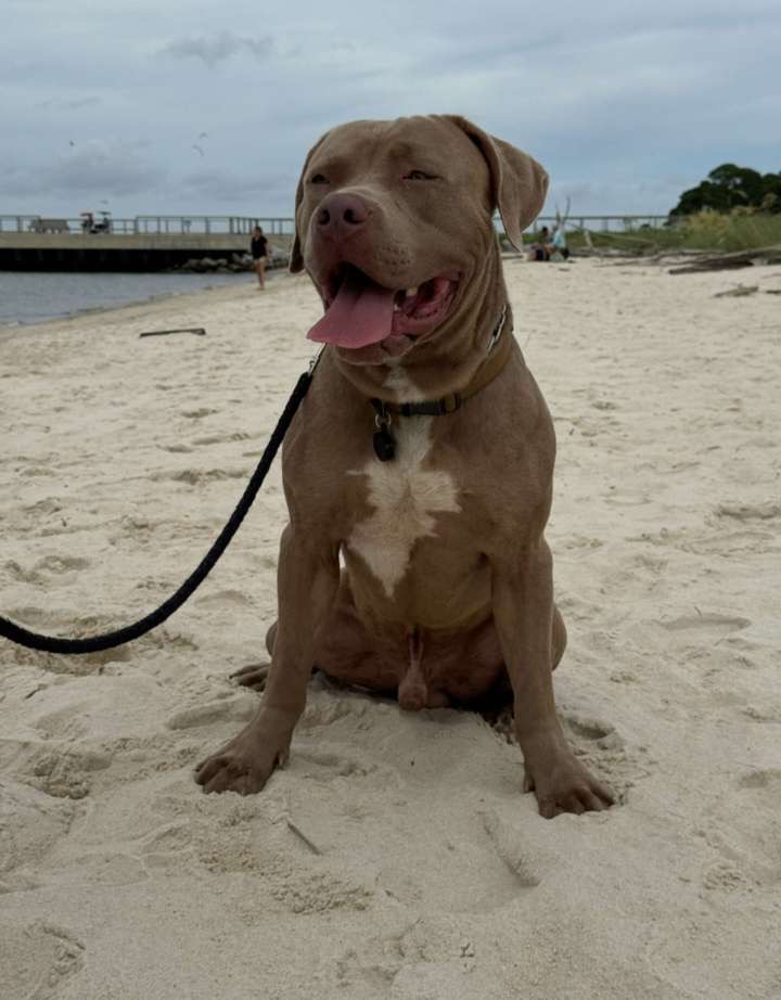 Dog Featured Image