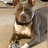 Dog Featured Image