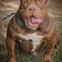 Dog Featured Image