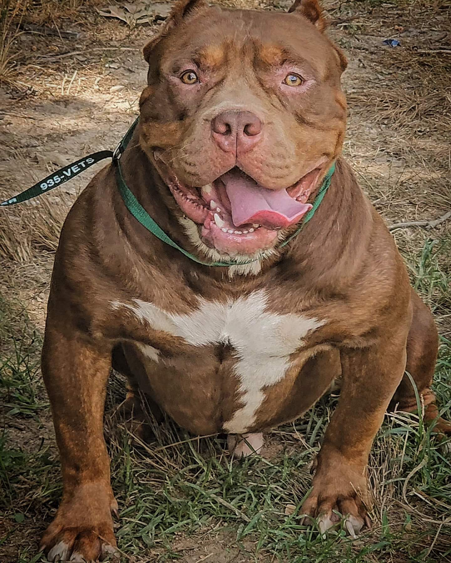 Dog Featured Image
