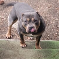 Dog Featured Image