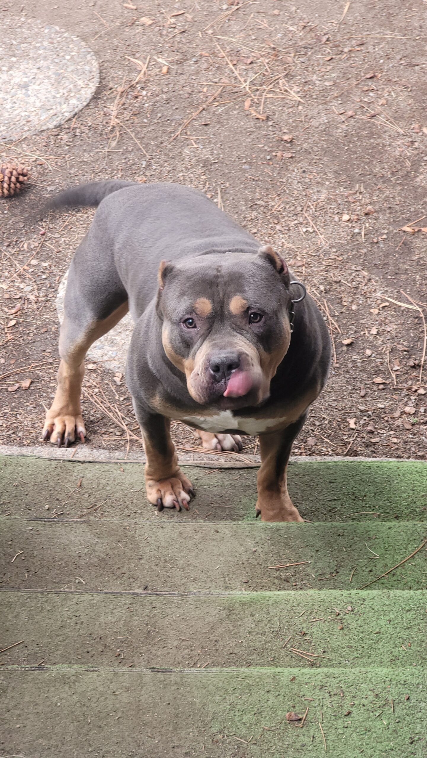 Dog Featured Image