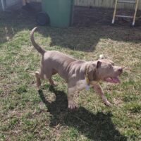 Dog Featured Image