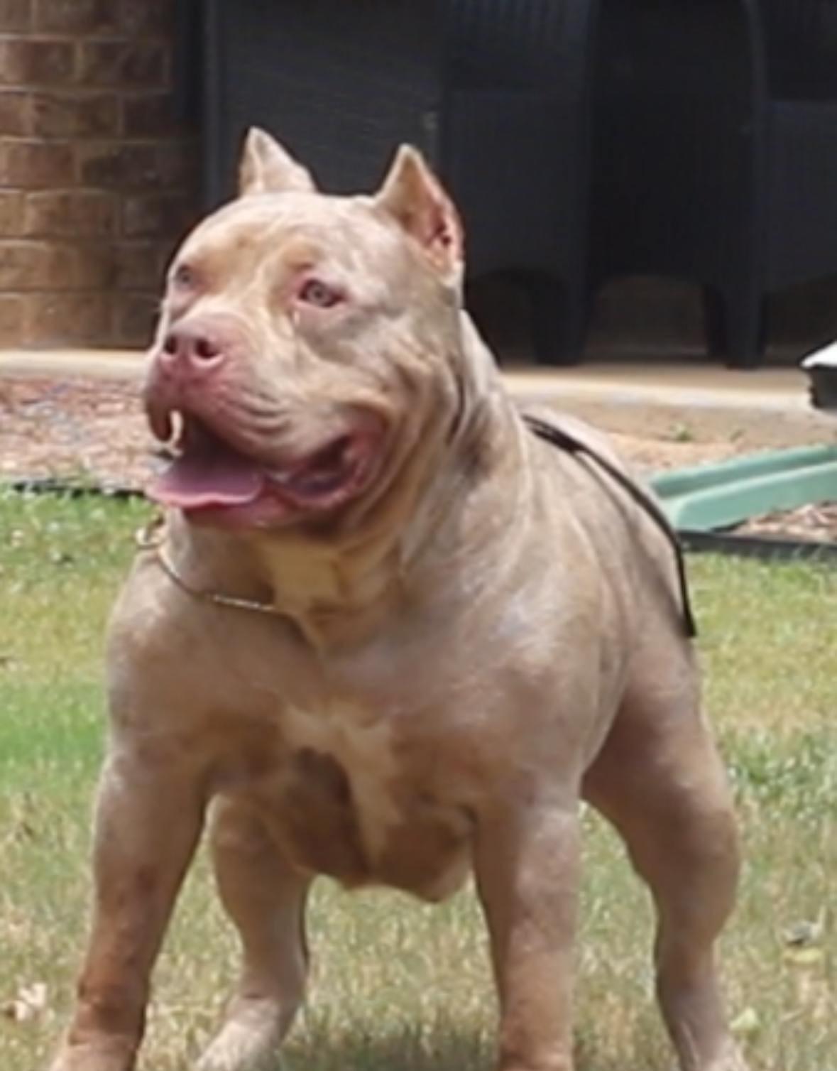 Dog Featured Image