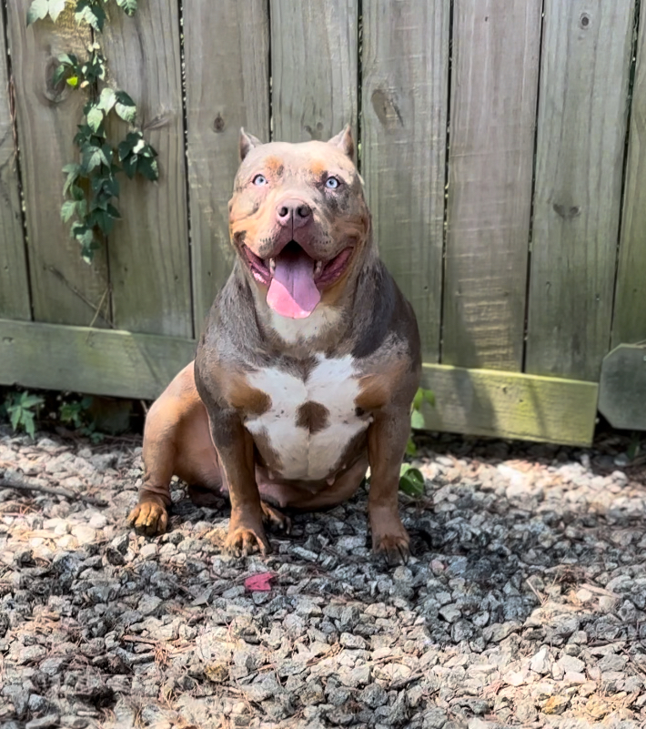 Dog Featured Image