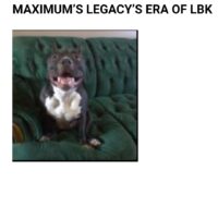 Dog Featured Image