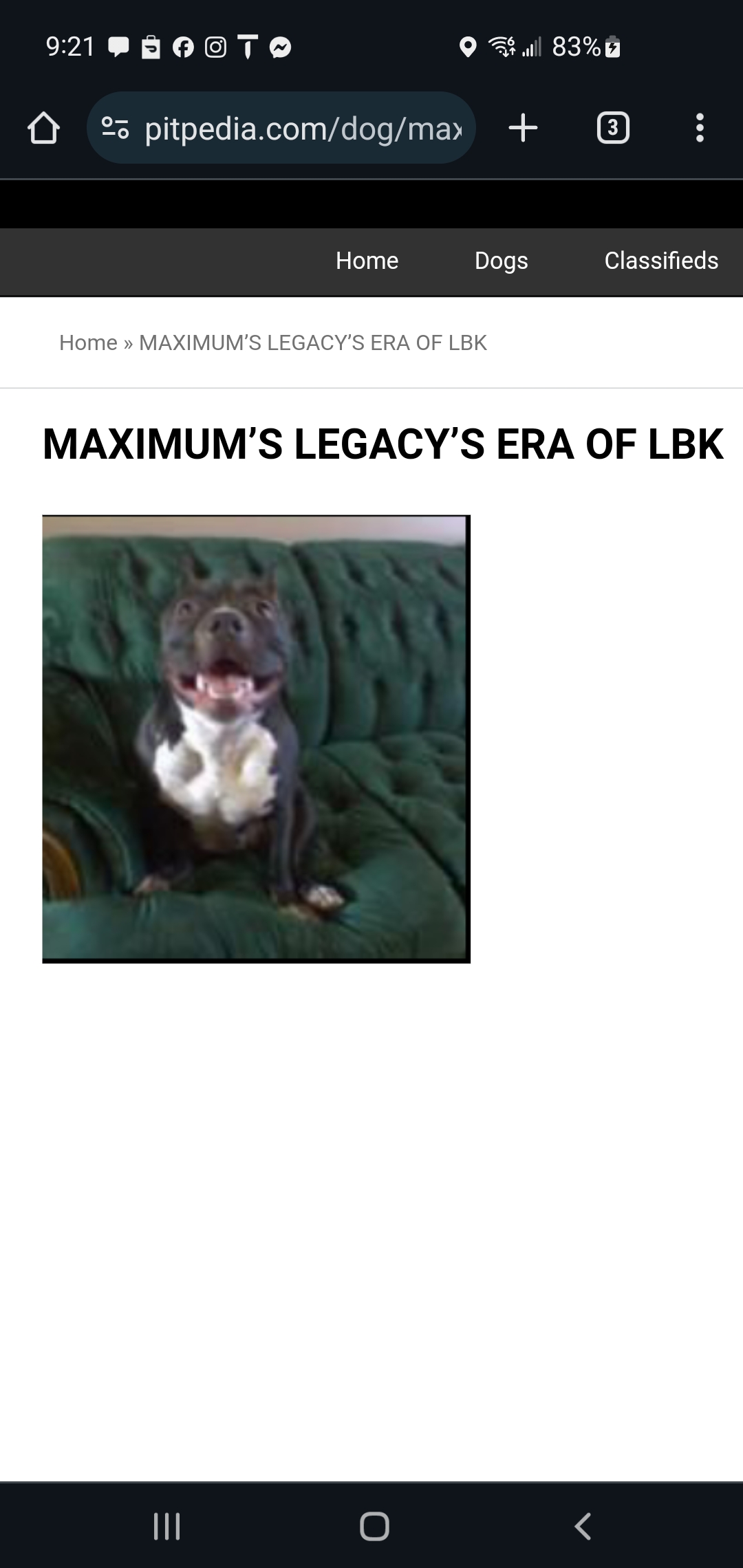 Dog Featured Image